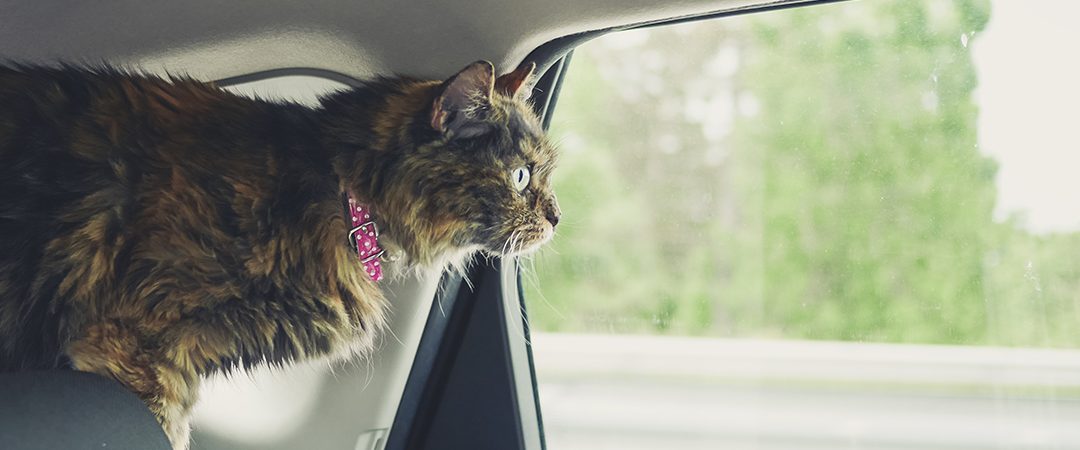 Miten kuljetat lemmikkisi autossa – vinkit ja vihjeet turvalliseen matkustukseen